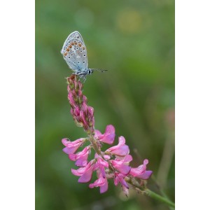 Esparsette, Wildform (Onobrychis viciifolia)