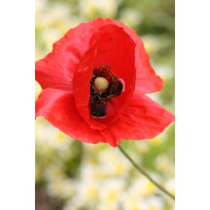 Klatschmohn, Wildform (Papaver rhoeas)