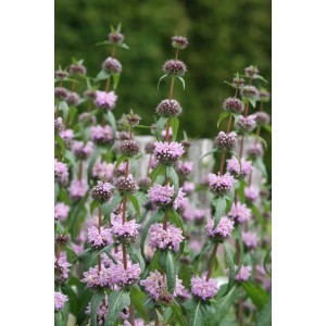 Knollen-Brandkraut (Phlomis tuberosa)