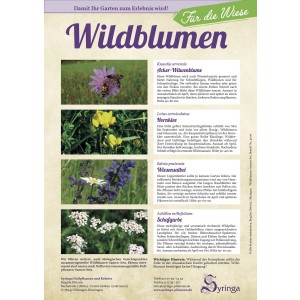 Samen-Set für die Wiese