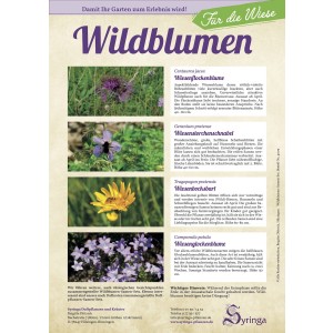 Samen-Set für die Wiese