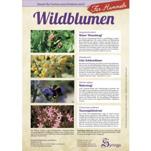 Samen-Set für Hummeln