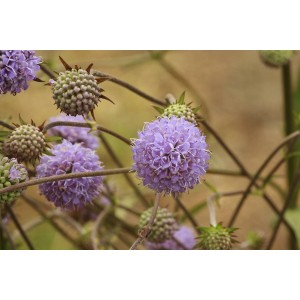 Teufelsabbiss (Bio-Saatgut)