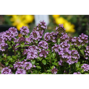 Quendel (Thymus pulegioides)