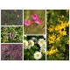 Mischung 09: Blumenrasen/Kräuterrasen