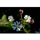 Nachtphlox / Sternbalsam (Zaluzianskya capensis)