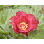 Scarlet Heaven Pfingstrose