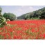 Klatschmohn, Wildform (Papaver rhoeas)