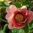 Old Rose Dandy Pfingstrose