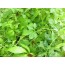 Jiaogulan (Gynostemma pentaphyllum)