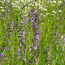 Wiesensalbei (Salvia pratensis)