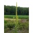 Großblütige Königskerze (Verbascum densiflorum)