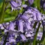 Hasenglöckchen (Hyacinthoides non-scripta)
