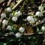 Märzenbecher (Leucojum vernum)