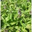 Bananen-Minze (Mentha arvensis 'Banana')