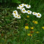 Tanacetum corymbosum, Straußblütige Wucherblume