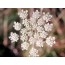 Wilde Möhre, Wildform (Daucus carota)