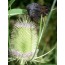 Wilde Karde (Dipsacus fullonum)