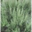 Rosmarin (Rosmarinus officinalis)