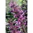 Lemon-Agastache (Agastache mexicana)