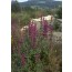 Lemon-Agastache (Agastache mexicana)