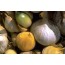 Riesenknoblauch (Allium ampeloprasum)
