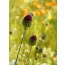 Kopflauch (Allium sphaerocephalon)