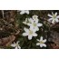 Buschwindröschen (Anemone nemorosa)