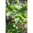 Engelwurz (Angelica archangelica)