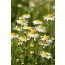Anthemis nobilis (Römische Kamille)