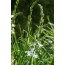 Traubige Graslilie (Anthericum liliago)