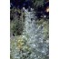 Wermut (Artemisia absinthium)