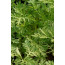 Einjähriger Beifuss, Artemisia annua
