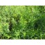 Estragon (Artemisia dracunculus)