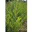 Französischer Estragon (Artemisia dracunculus var. sativa)