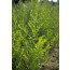 Estragon, Artemisia dracunculus