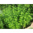 Beifuss, Artemisia vulgaris
