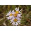 Kalkaster (Aster amellus)