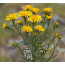 Aster linosyris, Goldhaar-Aster