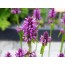 Heilziest (Betonica officinalis)