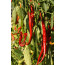 Chili 'Joe's Long', Capsicum annuum 'Joe's Long'