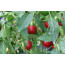 Chili Ungarische Scharfe (Capsicum annuum)