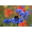 Kornblume, Wildform (Centaurea cyanus)