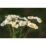 Mutterkraut (Chrysanthemum parthenium)