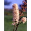Purpur-Silberkerze, Actaea simplex 'Atropurpurea'