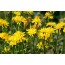 Wiesenpippau, Wildform (Crepis biennis)