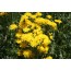 Wiesenpippau, Wildform (Crepis biennis)