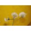 Wiesenpippau, Wildform (Crepis biennis)