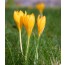 Crocus flavus (Frühlingsblühender Goldkrokus)