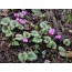 Cyclamen coum (Frühlings-Alpenveilchen)